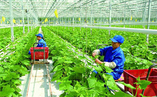 技術賦能新型經營主體 鄉(xiāng)村振興與共同富裕的堅實路徑